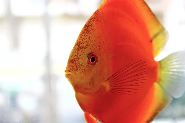 Pesci Discus Acquario — Foto Stock