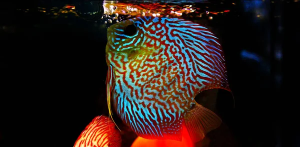 Diskusfische Aquarium — Stockfoto
