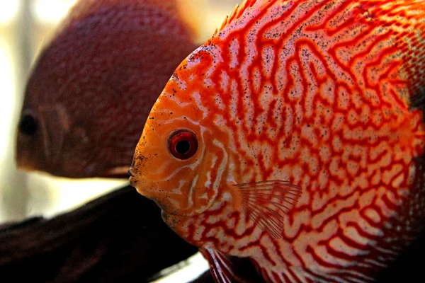 Ενυδρείο Ψάρια Κοραλλιογενών Υφάλων — Φωτογραφία Αρχείου