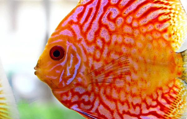 Discus Fish Aquarium — Stock Photo, Image