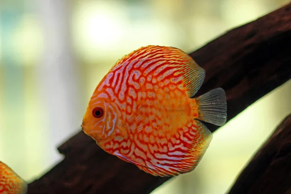 サンゴ礁の水族館の魚 — ストック写真