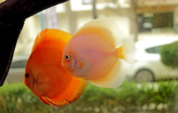 Pesci Discus Acquario — Foto Stock