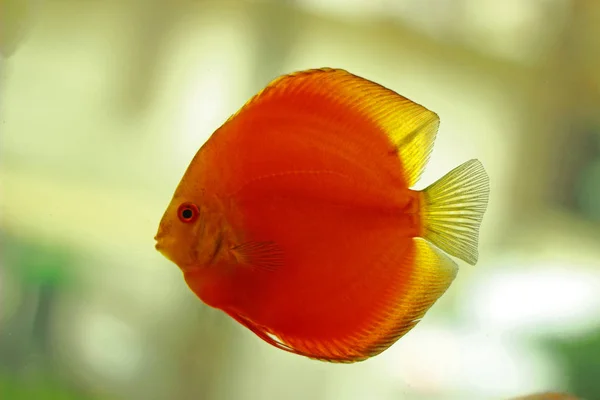 Diskusfische Aquarium — Stockfoto