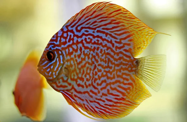 Pesci Discus Acquario — Foto Stock