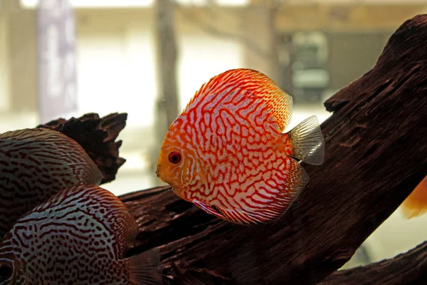 Discus Fish Freshwater Aquarium — Stock Photo, Image