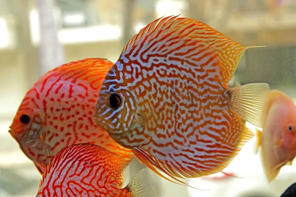 Poisson Discus Aquarium — Photo