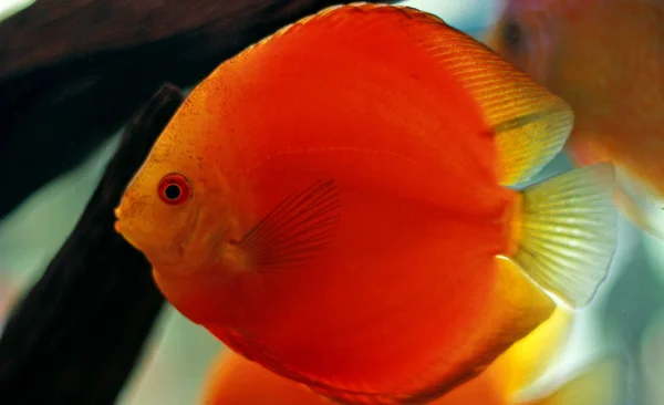 Diskusfische Aquarium — Stockfoto