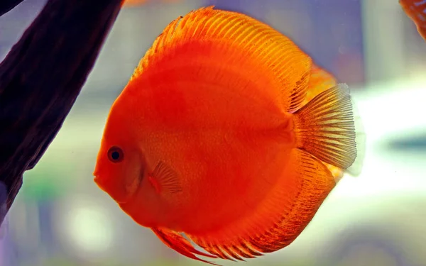 Discus Fish Aquarium — Stock Photo, Image