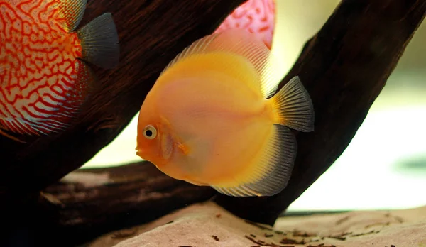 Pesci Discus Acquario — Foto Stock