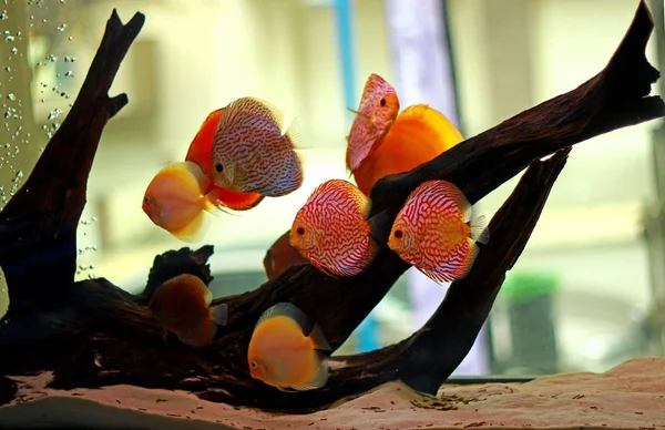 Discus Fishes Freshwater Aquarium — Stock Photo, Image