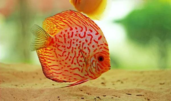Discus Fish Aquarium — Stock Photo, Image