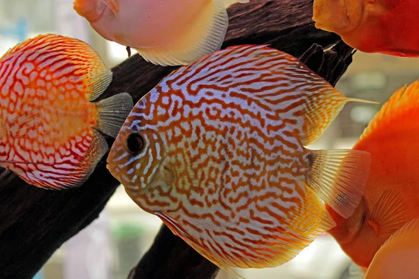 Discus Fish Aquarium — Stock Photo, Image