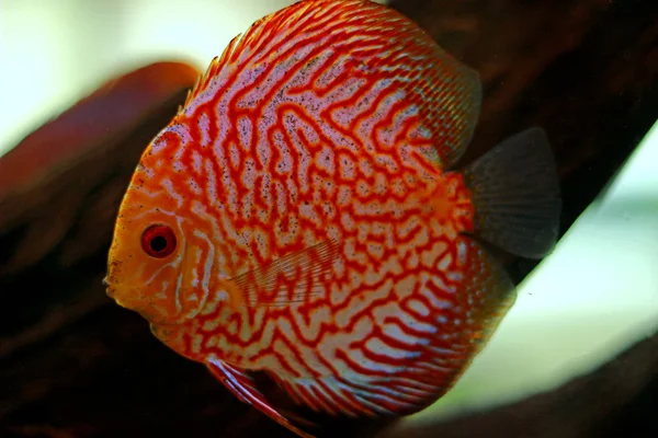 Discus Fish Aquarium Stock Photo