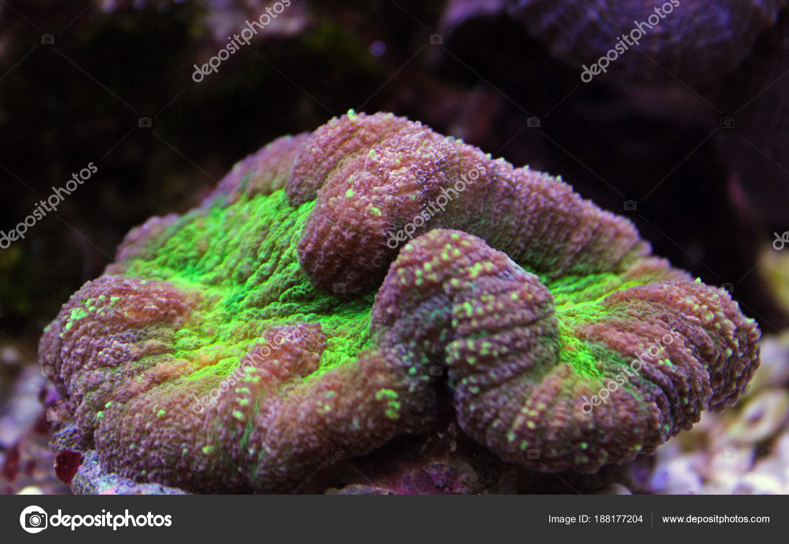 Open Brain Coral Reef Aquarium Stock Photo by ©Vojce 188177204