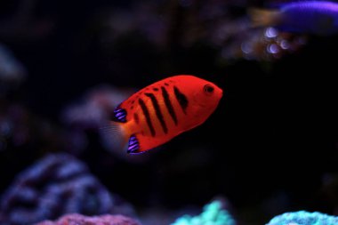 Alev melek balığı (Centropyge loricula) 