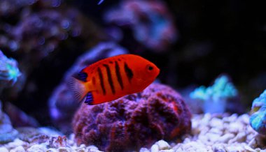 Alev melek balığı (Centropyge loricula) 