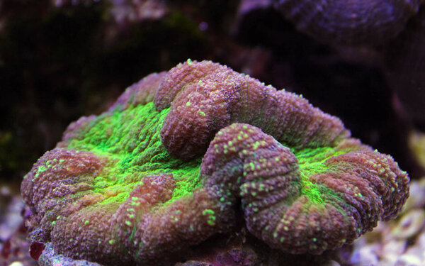 Open brain sp. coral in reef aquarium