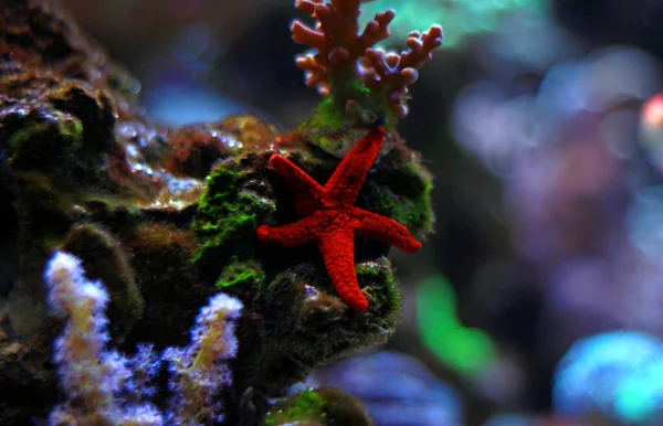 Rode Seastar Aquarium — Stockfoto