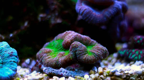 Ανοιχτό Μυαλό Κοράλλι Στο Ενυδρείο Υφάλου — Φωτογραφία Αρχείου