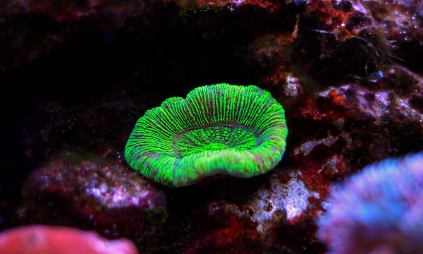 Offenes Gehirn Korallen Riffaquarium — Stockfoto