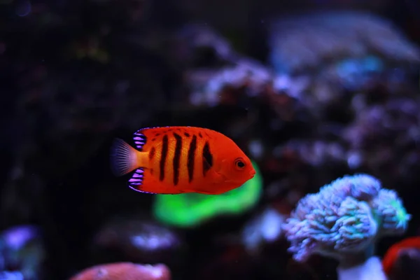 Flame Angelfish Centropyge Loricula — Fotografia de Stock