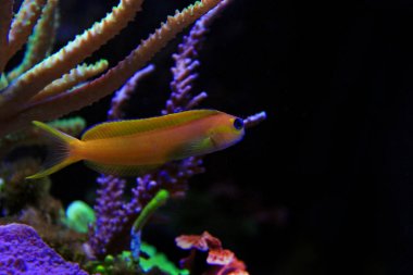 Midas Blenny (Ecsenius midas)