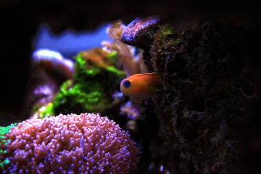Midas Blenny (Ecsenius midas)