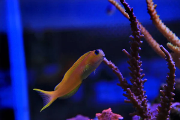 Midas Blenny Ecsenius — 스톡 사진