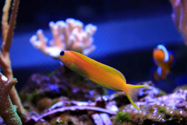 Midas Blenny Ecsenius Midas — Stok fotoğraf