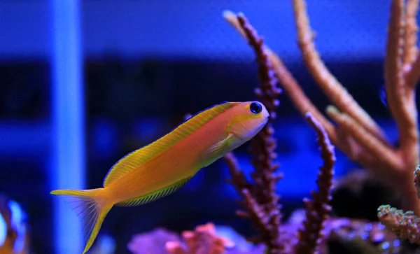 Midas Blenny Ecsenius Midas — Stok fotoğraf