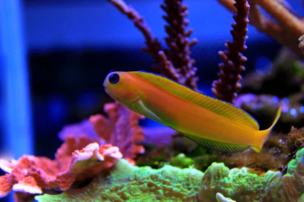 Midas Blenny Ecsenius Midas — Stok fotoğraf