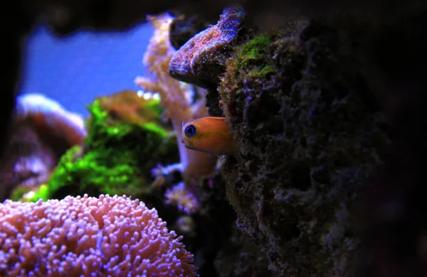 Arrecife Coral Peces Acuario — Foto de Stock