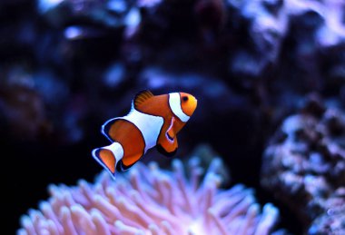 Clownfish the most popular saltwater fish in aquariums clipart