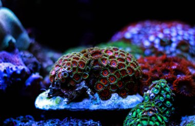 Zoanthids koloni polipler mercan