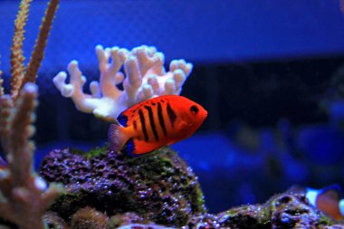 Alev melek balığı (Centropyge loricula)