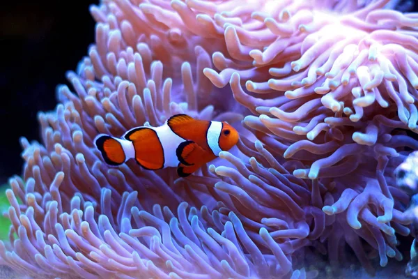 Clownfish Pesce Acqua Salata Più Popolare Acquari — Foto Stock