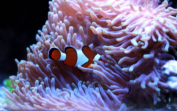 Clownfische Die Beliebtesten Meerwasserfische Aquarien — Stockfoto