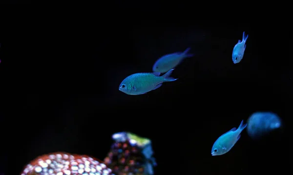 Blue Chromis Damselfish Saltwater Aquarium Tank — Stock Photo, Image