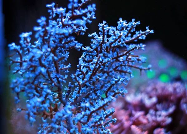 Blueberry Sea Fan Acalycigorgia — стоковое фото