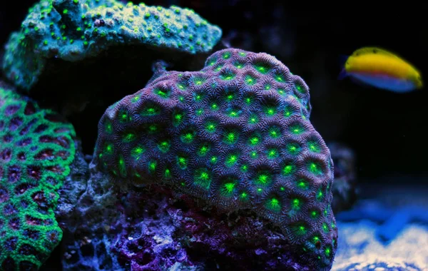 Open Brain Favorisiert Lps Coral Riffaquarium — Stockfoto