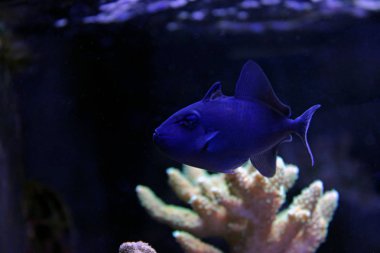 Nijer Triggerfish (Odonus Nijer)