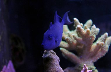 Nijer Triggerfish (Odonus Nijer)