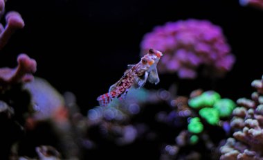 Kırmızı Dragonet mandalina balık