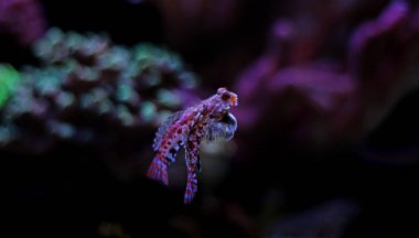 Kırmızı Dragonet mandalina balık