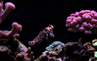 Kırmızı Dragonet mandalina balık