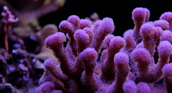 Sps Korall Tengeri Akvárium — Stock Fotó