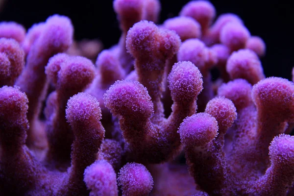 Sps Κοράλλι Στο Ενυδρείο Θαλάσσιας — Φωτογραφία Αρχείου