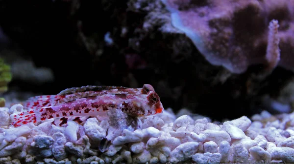 Red Dragonet Pesce Mandarino — Foto Stock
