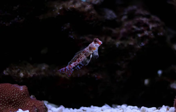 Dragonet Rouge Poisson Mandarine — Photo