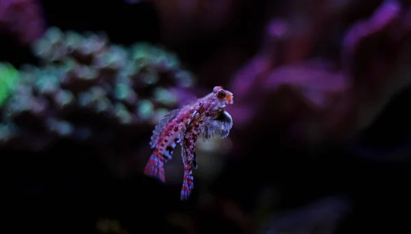 Roter Drachenmandarinenfisch — Stockfoto